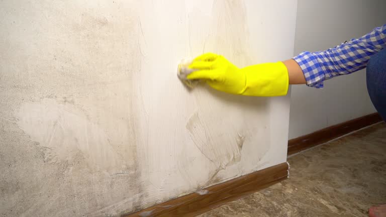 Best Attic Mold Removal  in Colby, WI