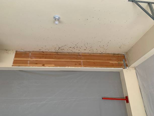 Best Black Mold Removal  in Colby, WI